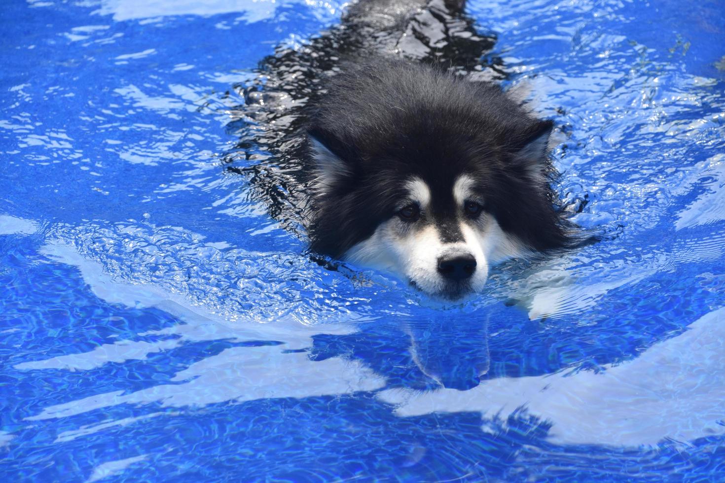 perro husky remando nadando en una piscina foto