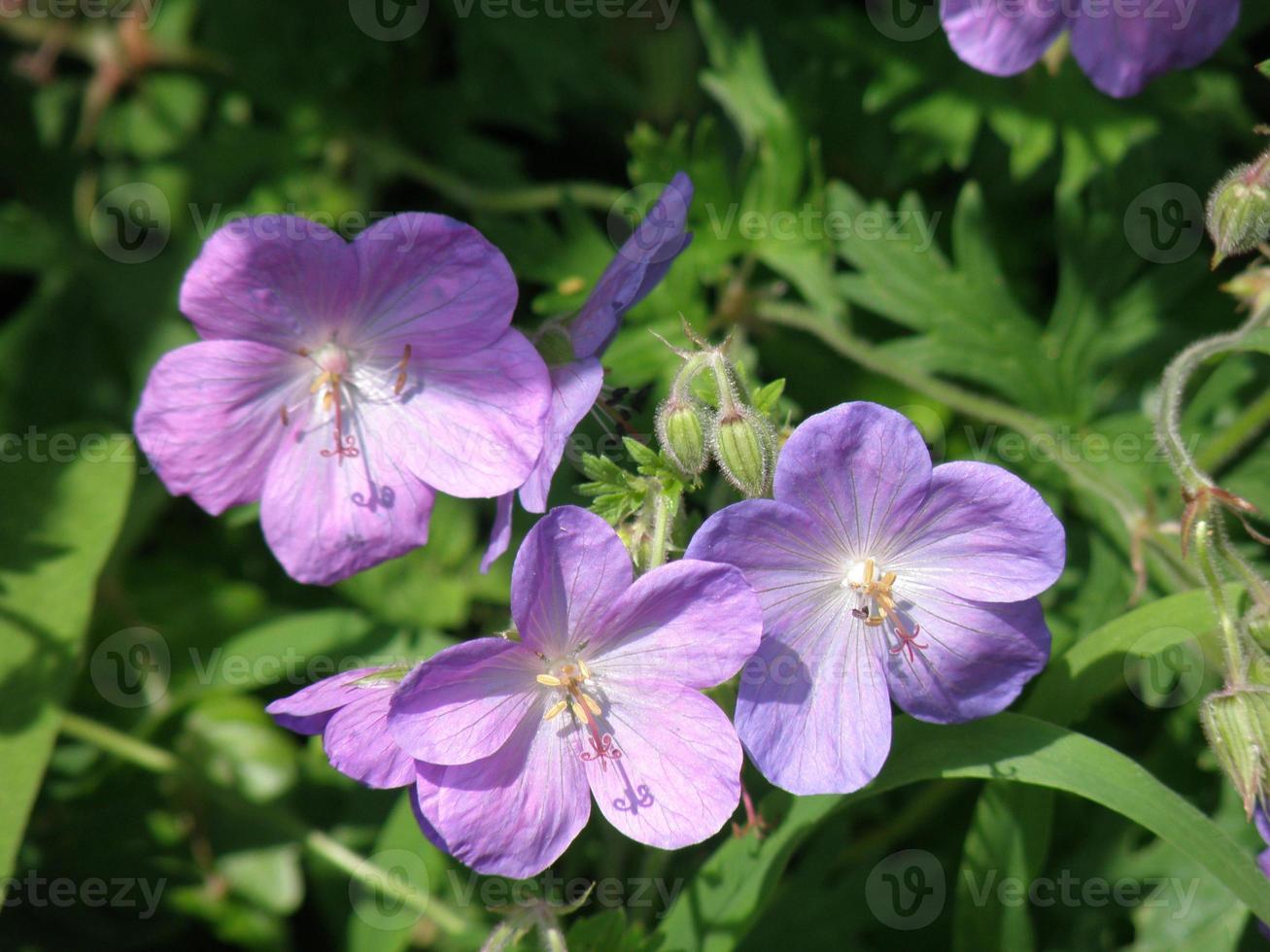 Pastel Purple Geranium Flower Blossoms photo