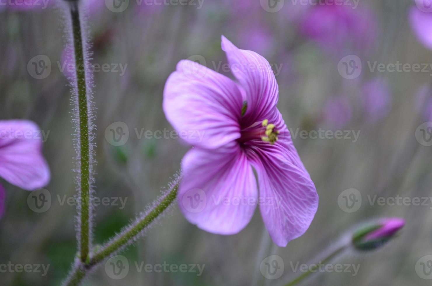 Purple Geranium Flower Blossom Flowering photo