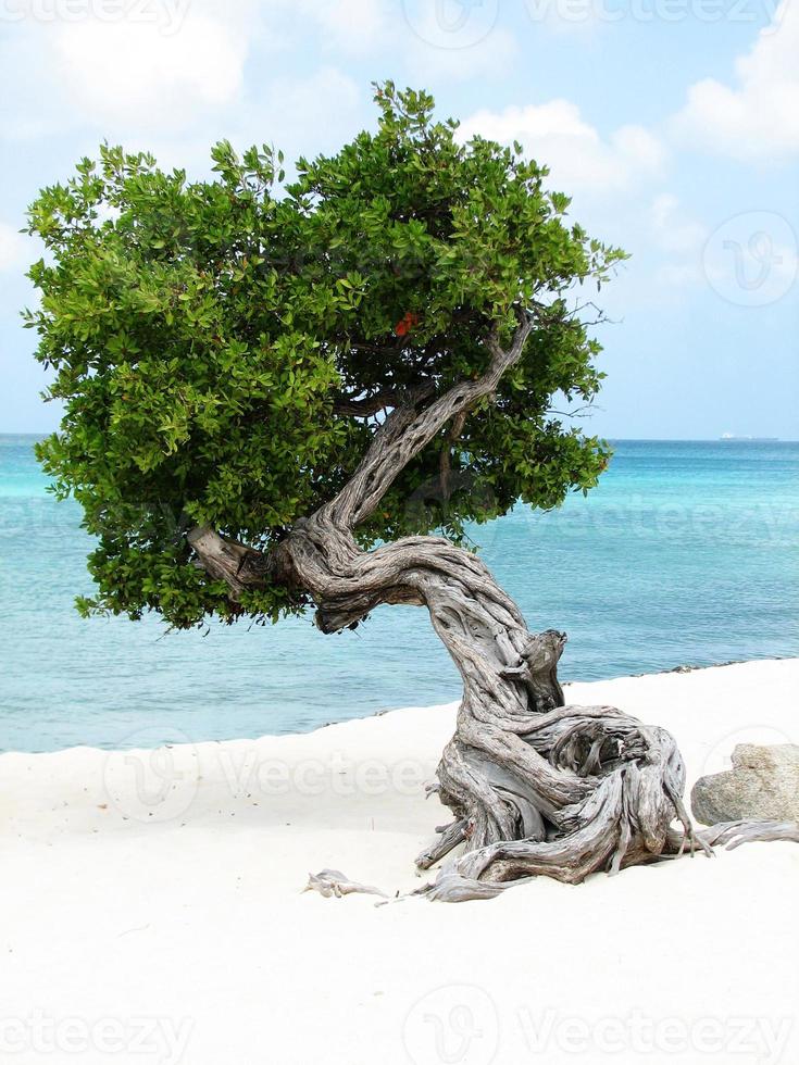 bonito árbol divi divi en aruba foto