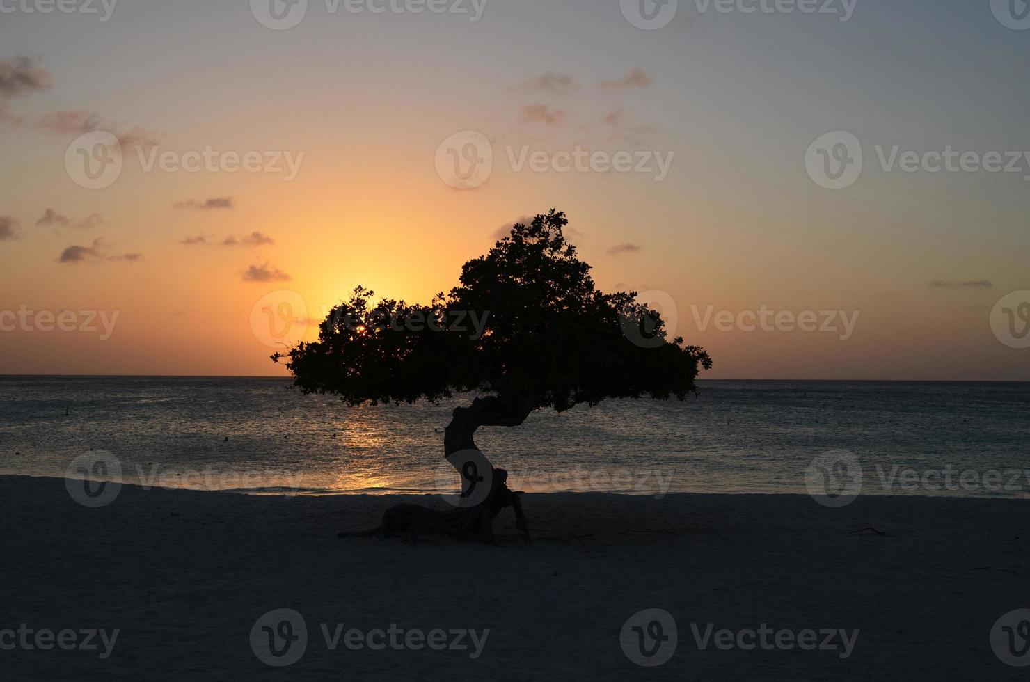 Tranquil Waters at Sunset and a Divi Divi Tree photo