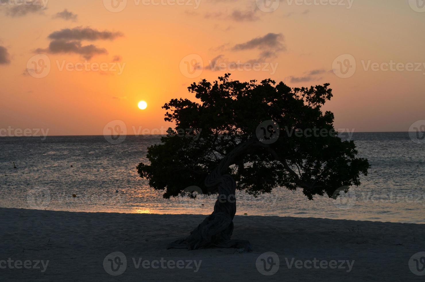 Silhouetted Divi Divi Tree in Aruba photo