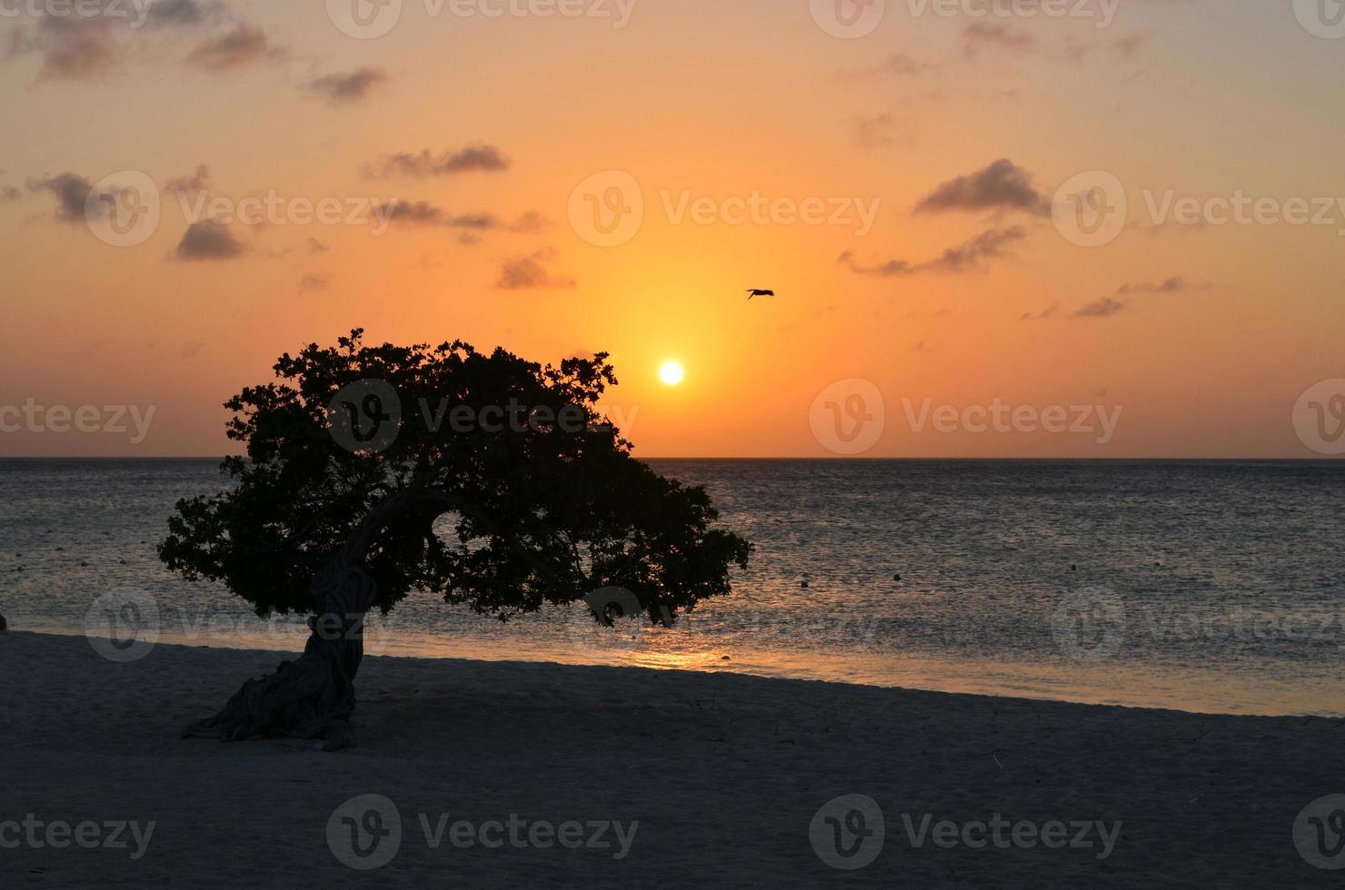 Sunset on Eagle Beach with Silhouette Watapana Tree photo