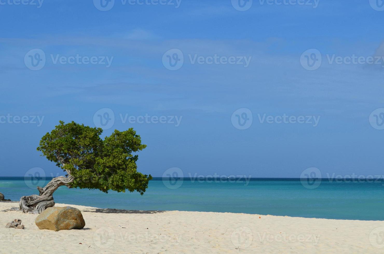 árbol divi divi soplado por el viento en eagle beach foto