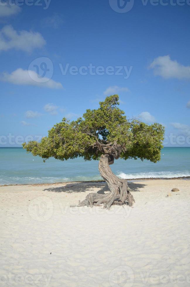 árbol divi divi en la playa en aruba foto