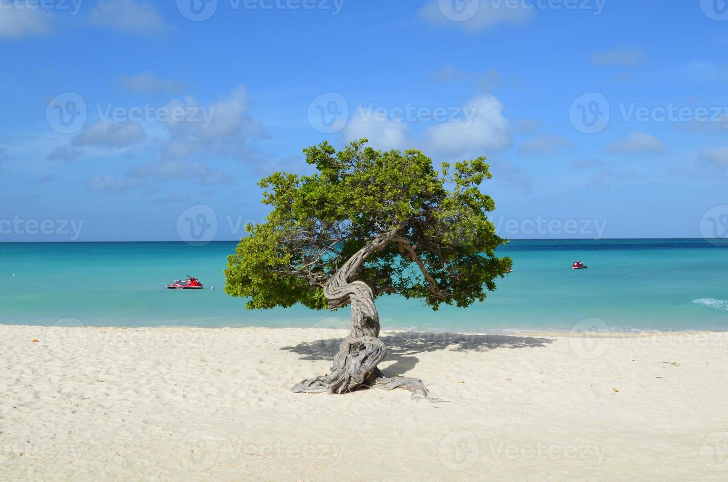 playa prístina del águila con un árbol divi divi foto