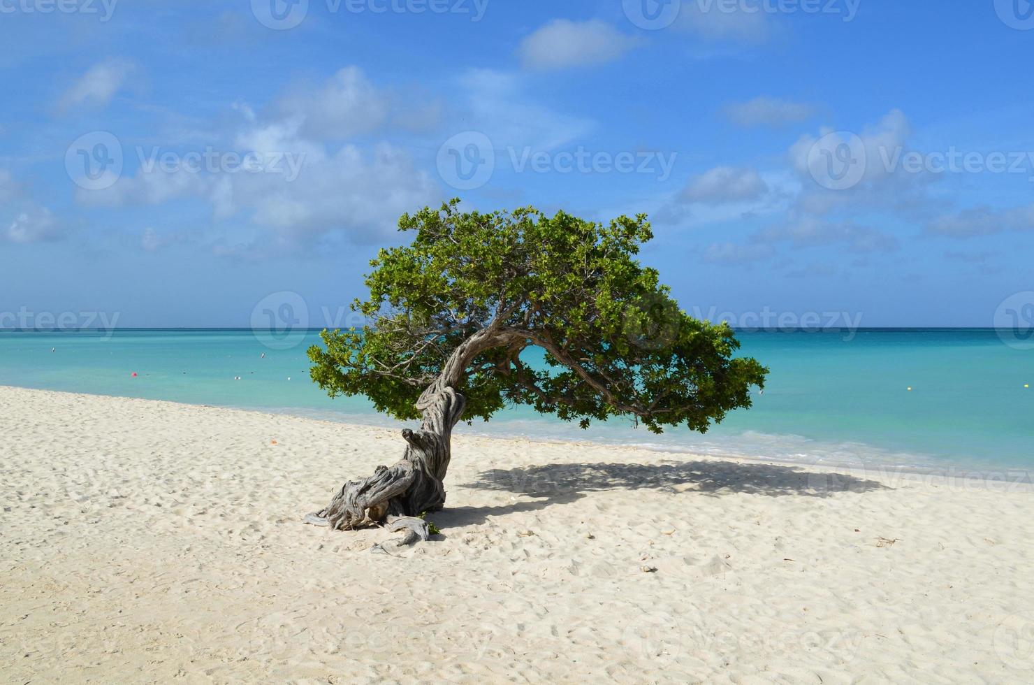 Pristine Divi Divi Tree in Aruba photo