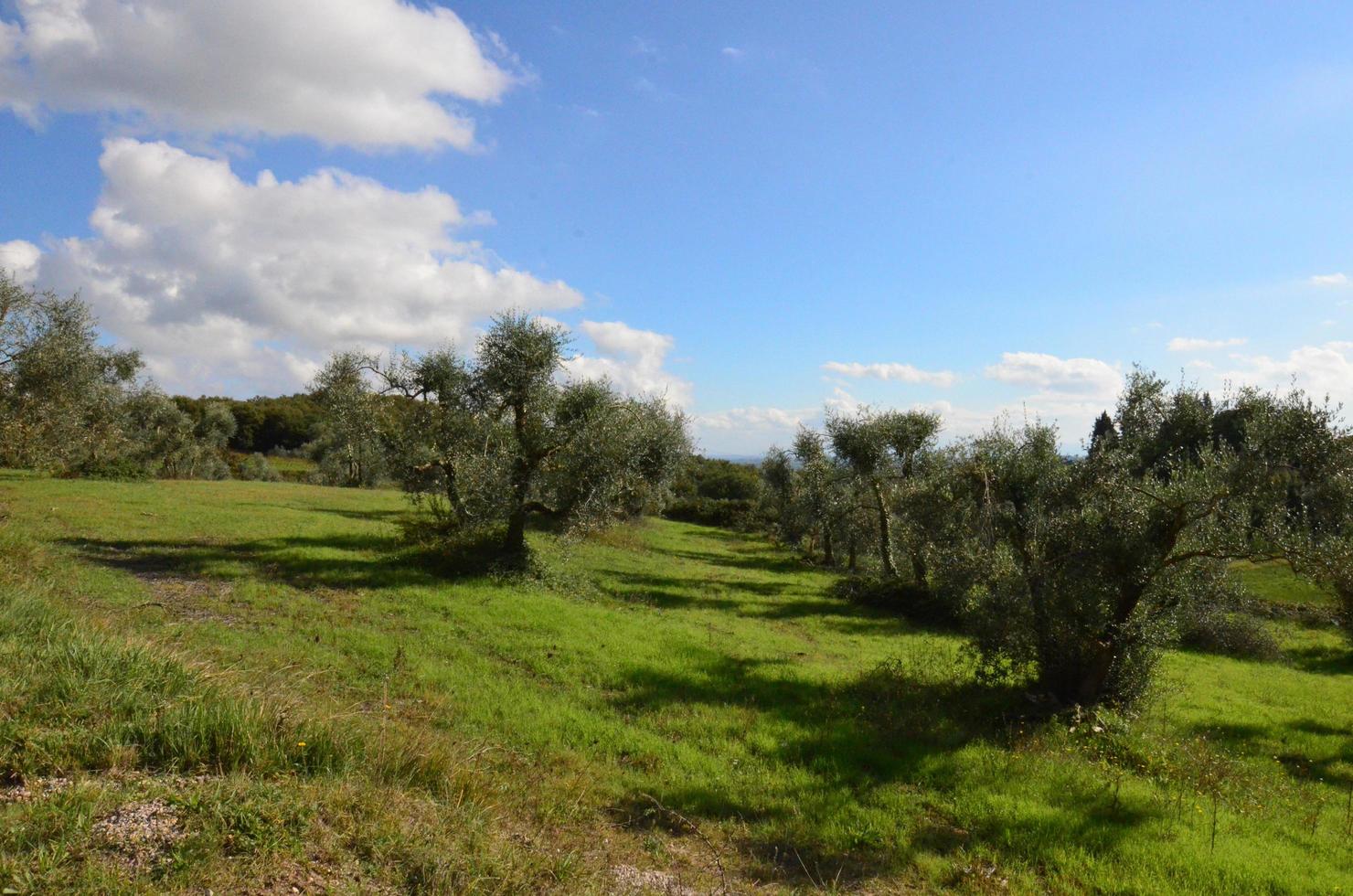 Rolling Hills and Olive Groves in Tuscany photo