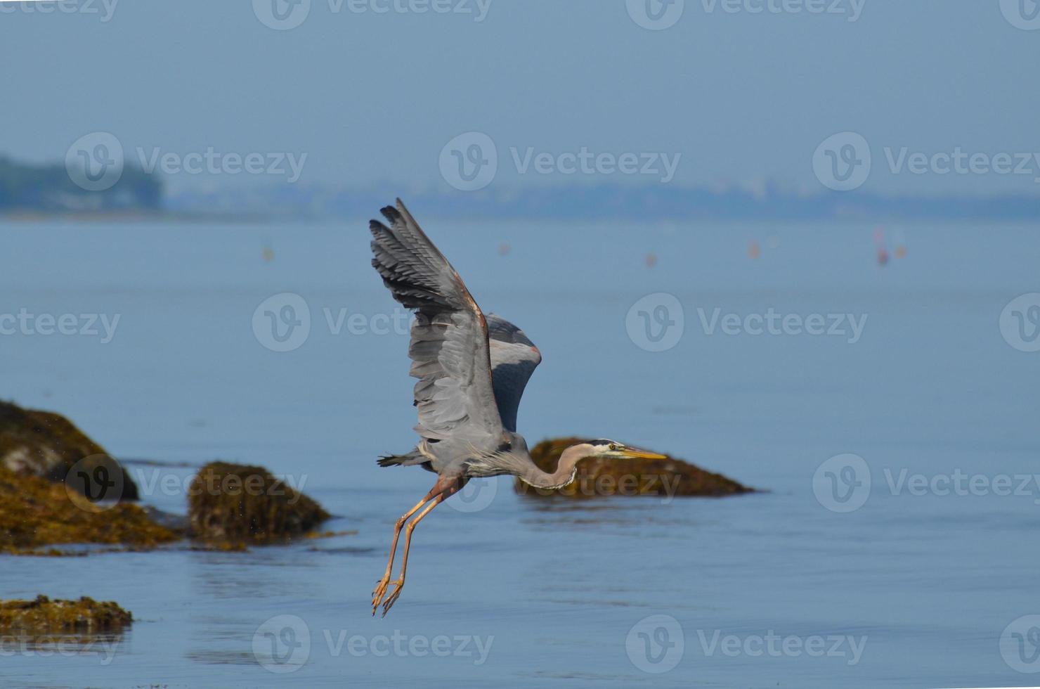 Great Blue Heron Flying Over Casco Bay in Maine photo