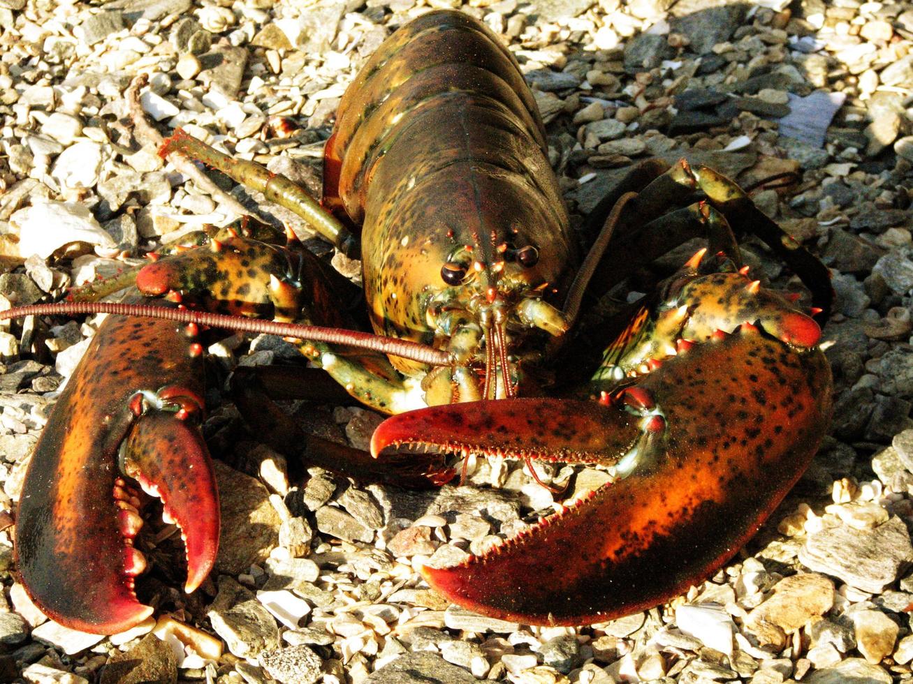 Live Lobster with Very Large Claws on the Beach photo