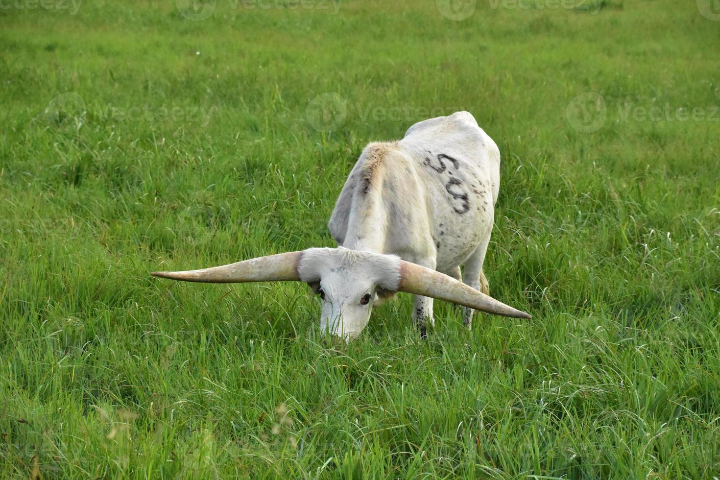 White Longhorn Steer Grazing in a Field photo