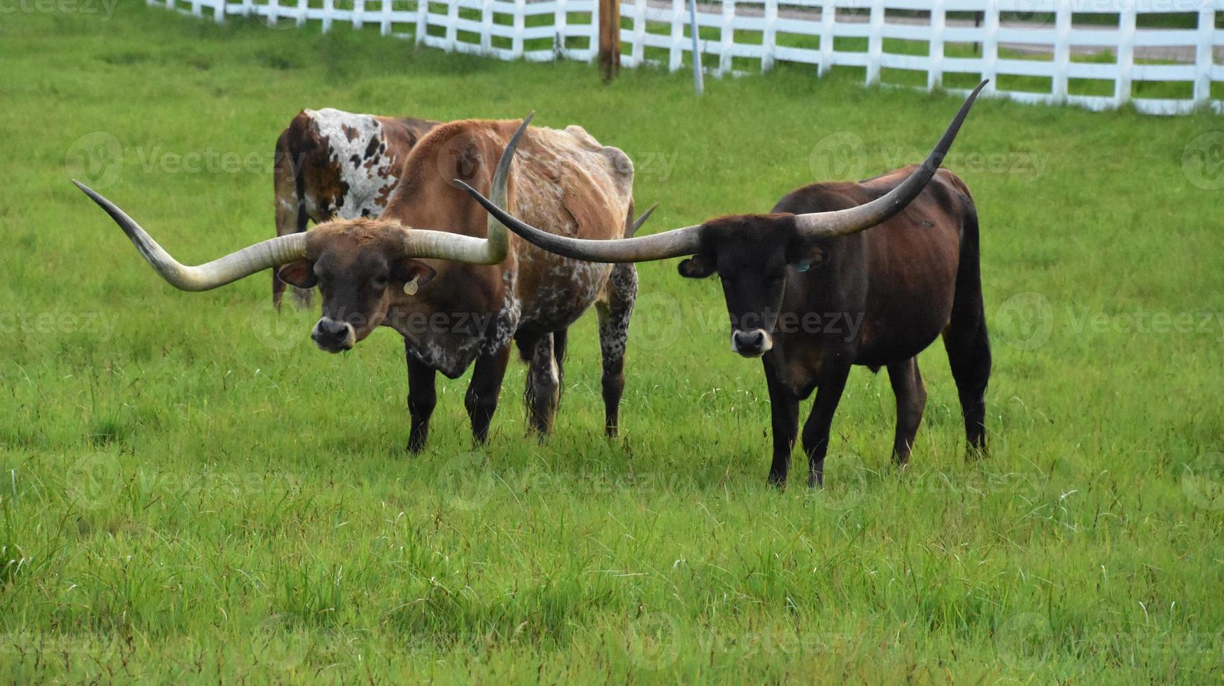 Paddock with a Herd of Longhorn Cattle photo
