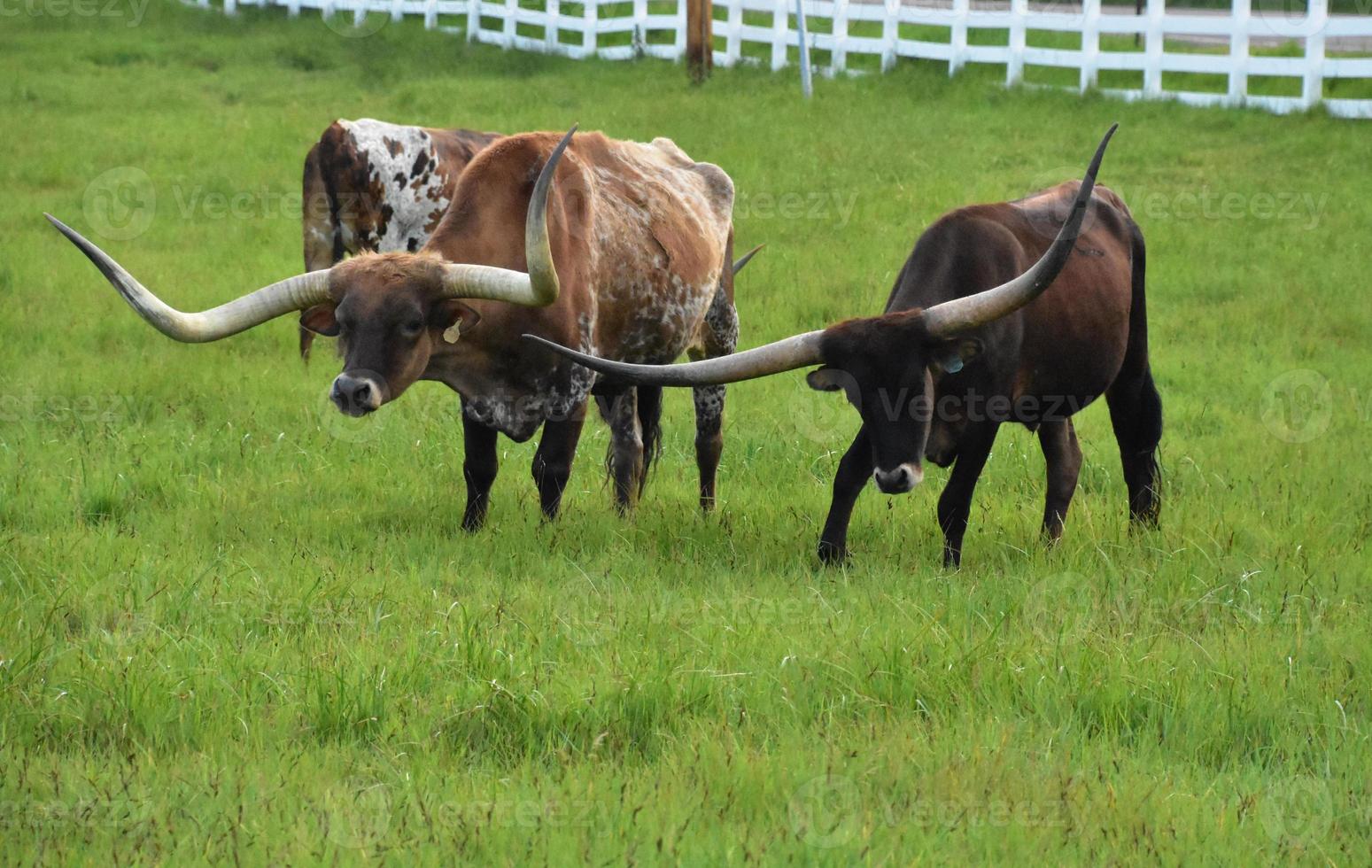 Small Herd of Longhorn Cattle Grazing in a Field photo