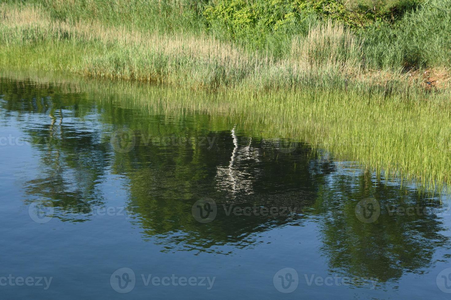 Green Marsh Grass Reflecting in the Ocean photo