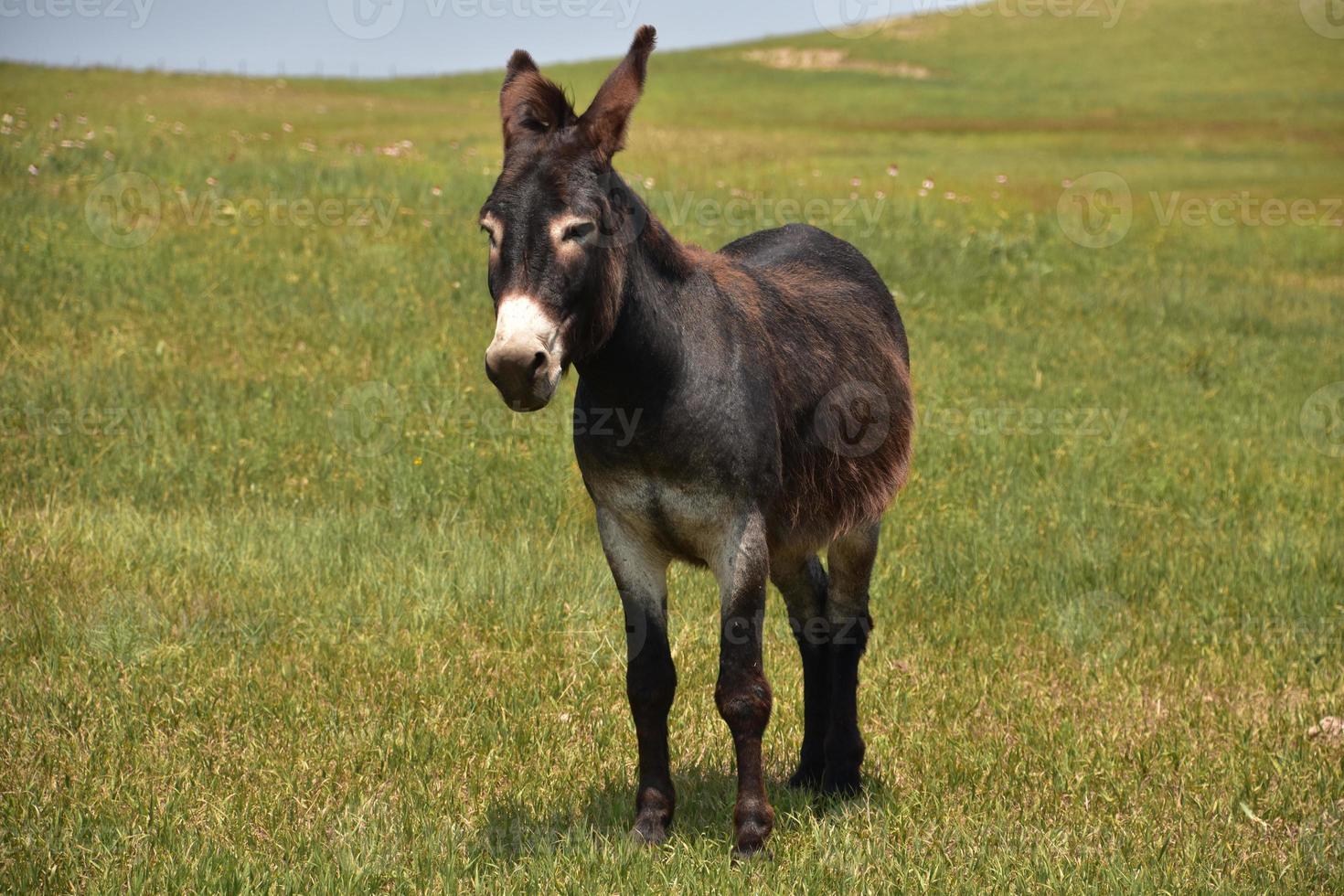 Very Sweet Wild Burro in a Grass Field photo