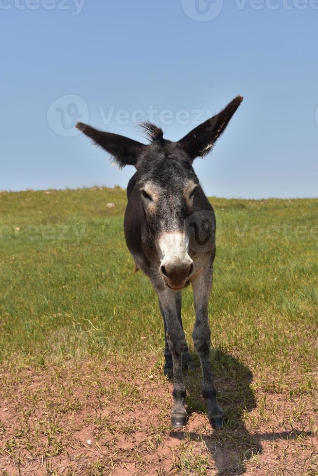 Looking Directly into the Face of a Dark Colored Burro photo