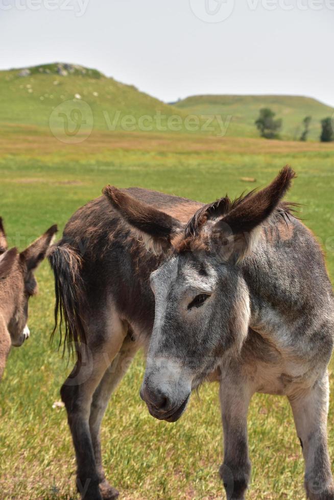 cerrar con un burro en un campo foto