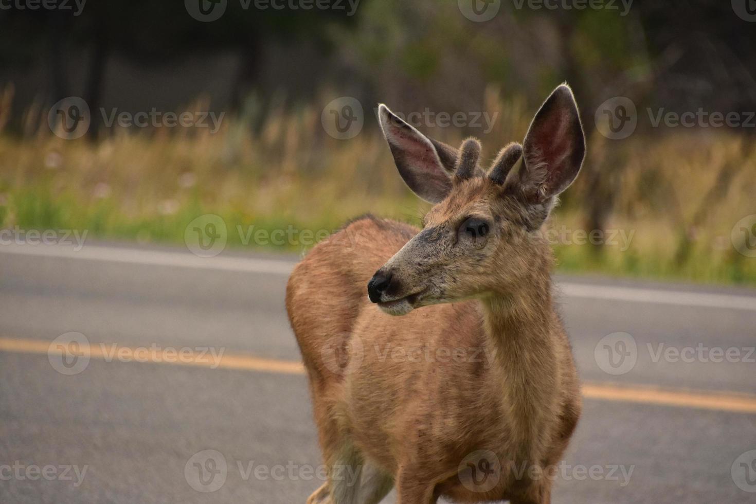 Beautiful Face of a Deer at Dusk by a Road photo