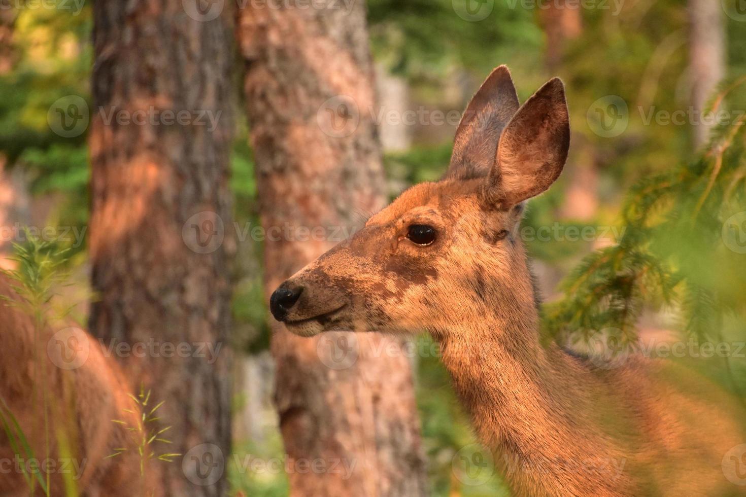 Deer in a Forest Captured in a Beam of Sun photo