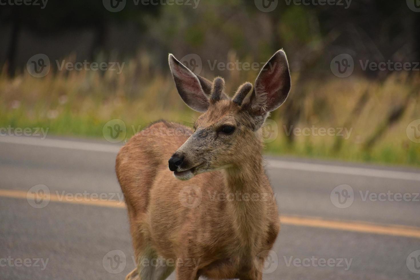 Looking into the Very Sweet Face of a Young Deer photo