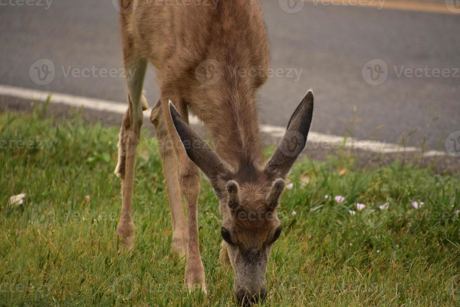 Grazing Young Deer Eating Grass by Roadside photo