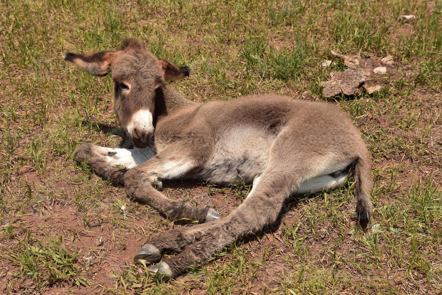 muy dulce burro descansando en un día caluroso foto