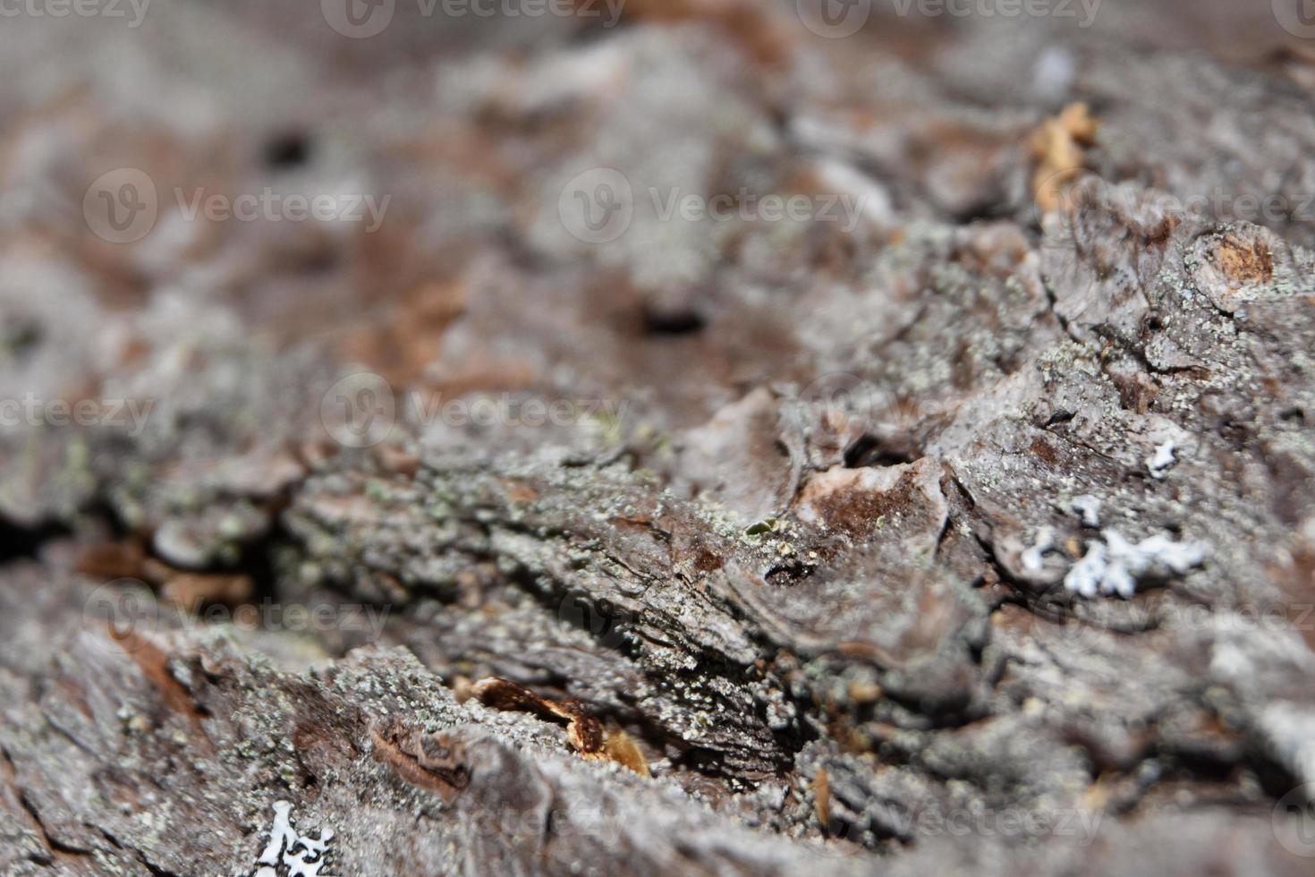 Gray Patterned and Textured Tree Bark on a Tree photo
