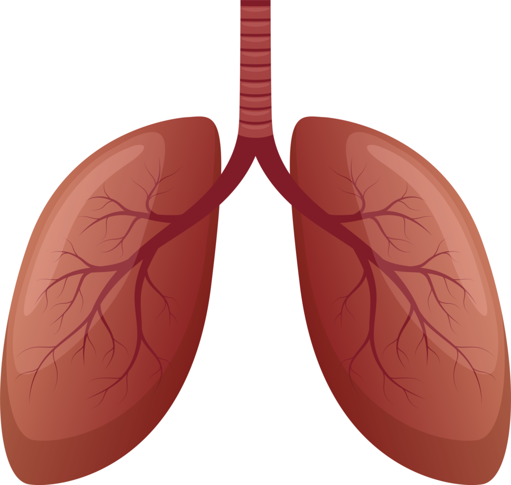 Lung clipart design illustration png