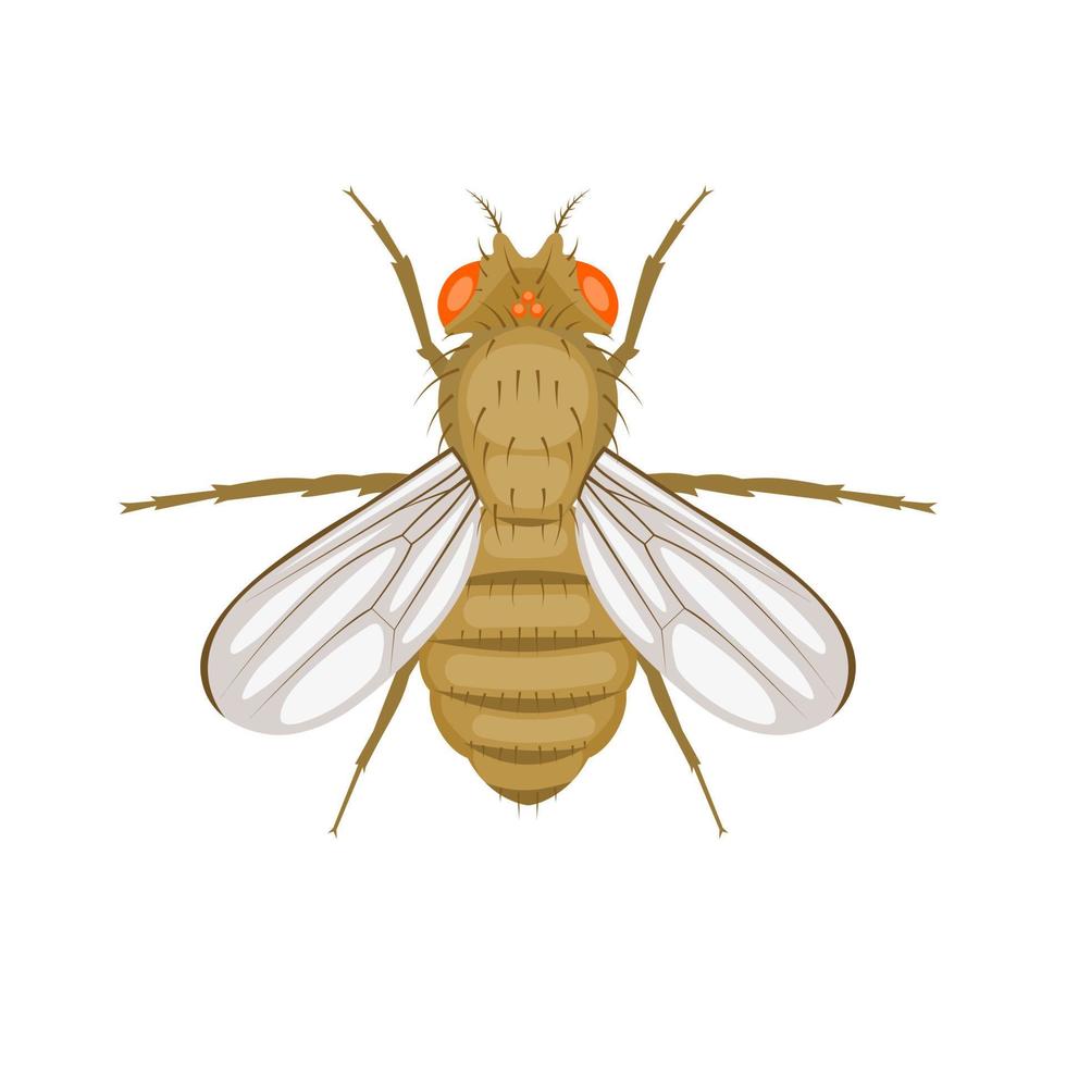 Vector illustration, fruit fly or vinegar fly, Drosophila melanogaster, isolated on a white background.