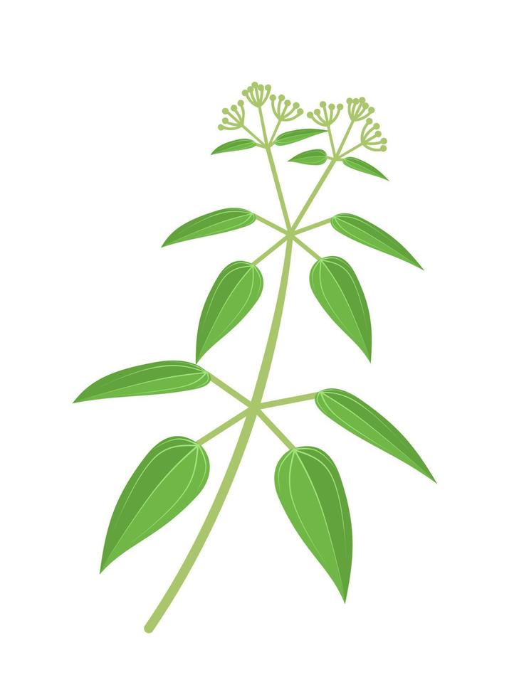 ilustración vectorial, manjistha o rubia cordifolia, comúnmente conocida como madder india, aislada en fondo blanco. vector
