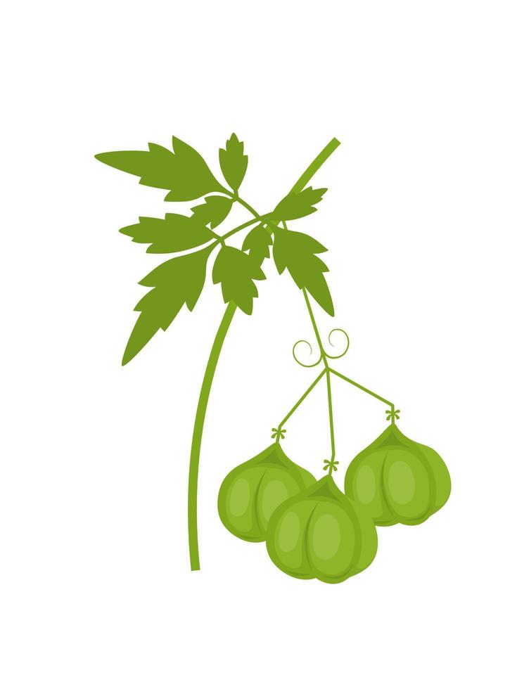 Vector illustration, Mudakathan keerai or balloon vine, scientific name Cardiospermum halicacabum, isolated on white background.