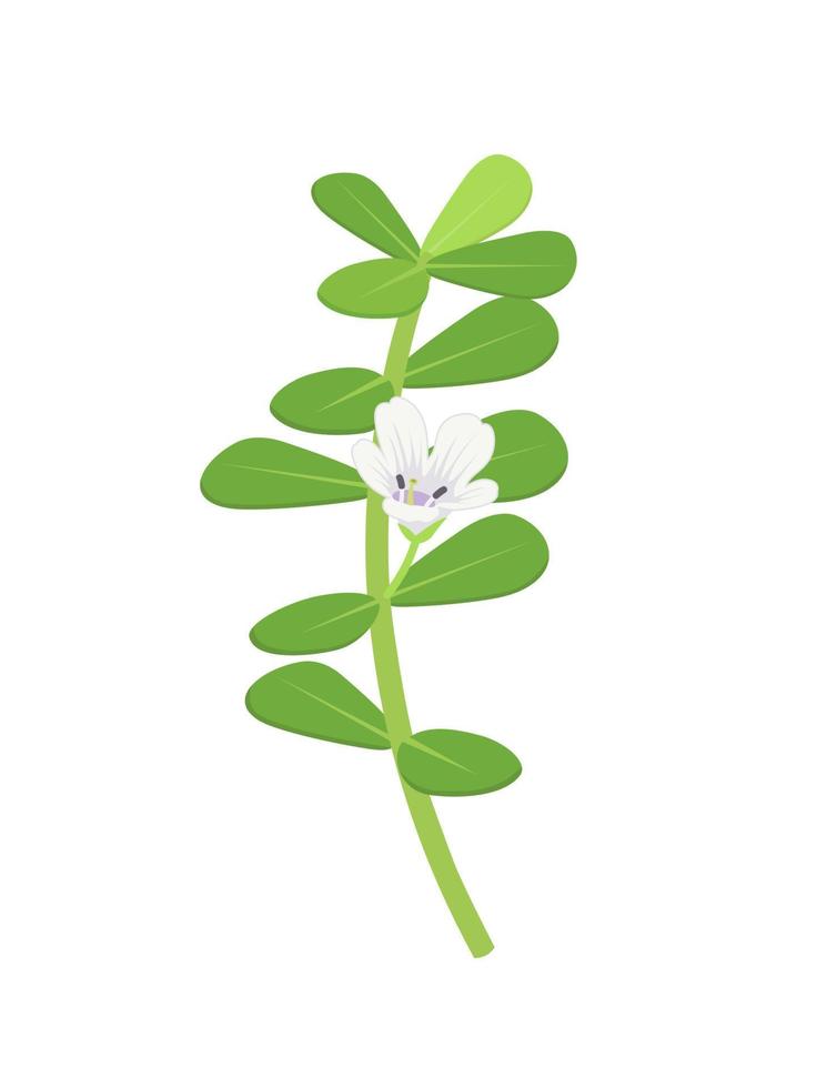 Vector illustration, Brahmi or Bacopa monnieri, isolated on white background.