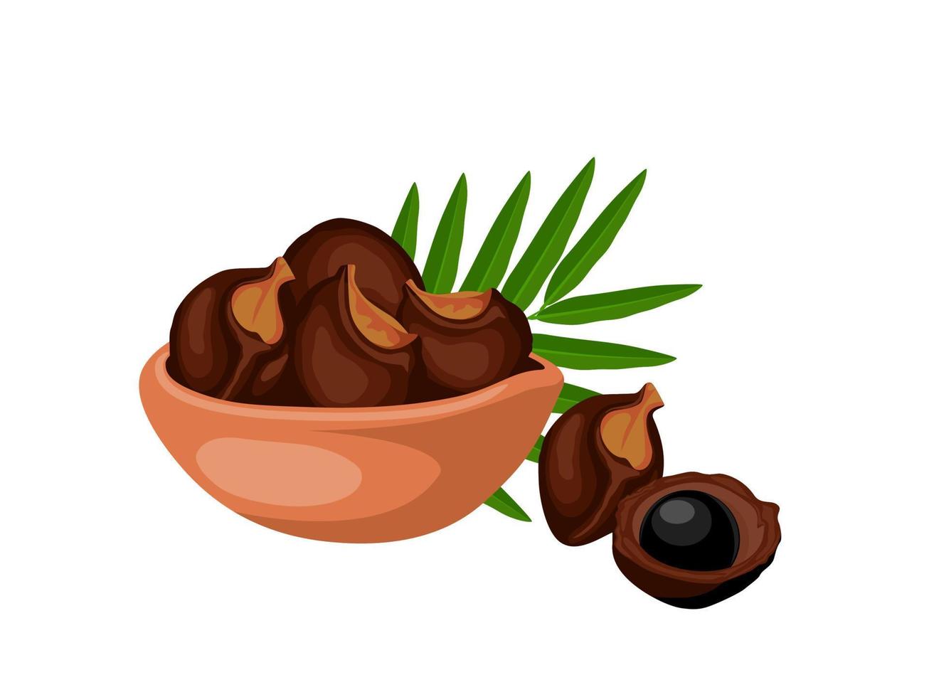 Vector illustration, soapnut or sapindus rarak, also known as sapindus mukorossi, natural detergent, isolated on a white background.