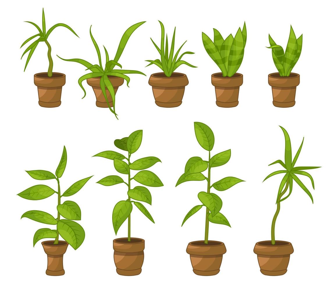 plantas de interior en macetas, flores de oficina, hojas tropicales de dibujos animados. conjunto de iconos verdes de palmera, filodendro, ficus, sansevieria, suculento. ilustración de vector de planta de jardín.