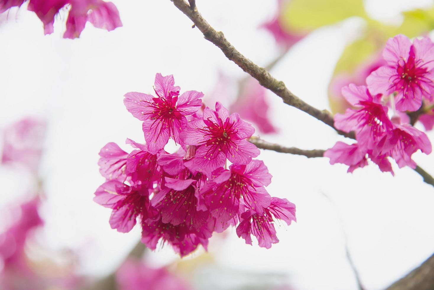 Beautiful sakura blossom tree in hilly area Chiangmai Thailand photo