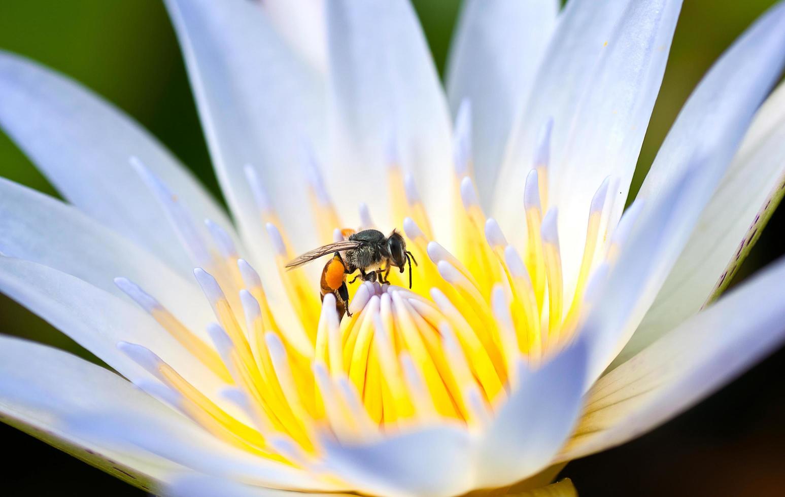 Lotus flower with twin bees photo