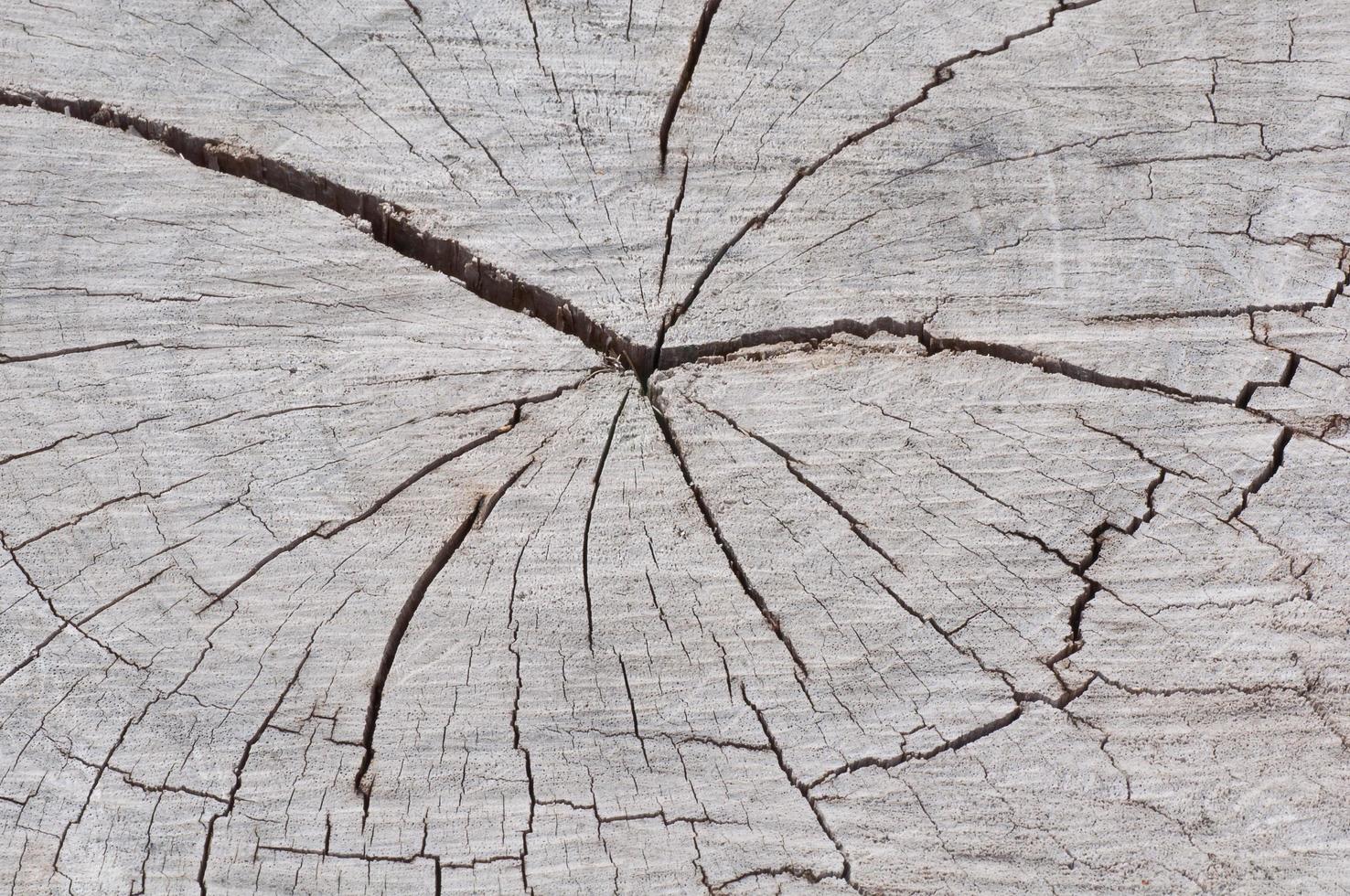 textura de sección transversal de madera, fondo foto