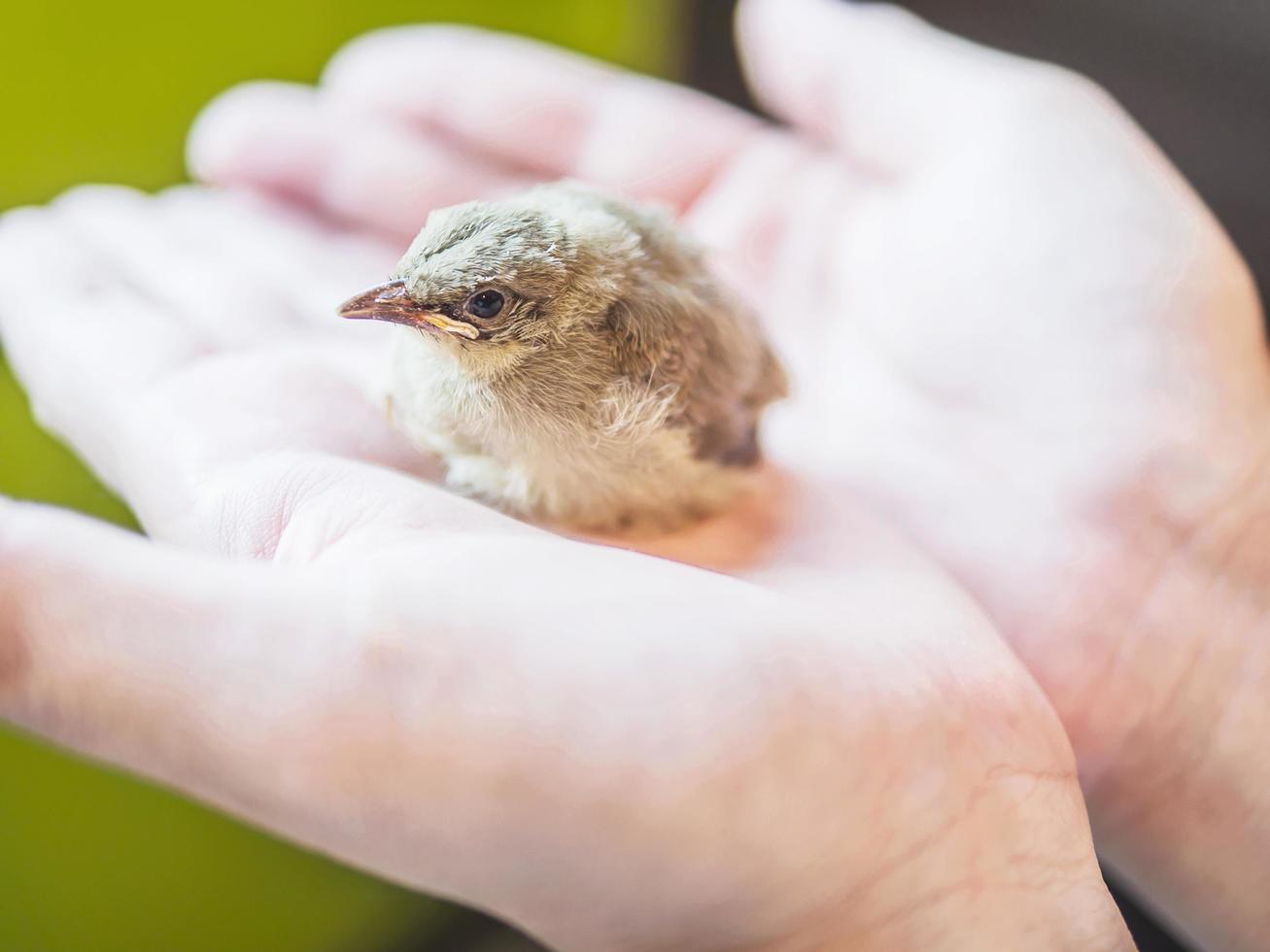 Baby bird in human hands photo