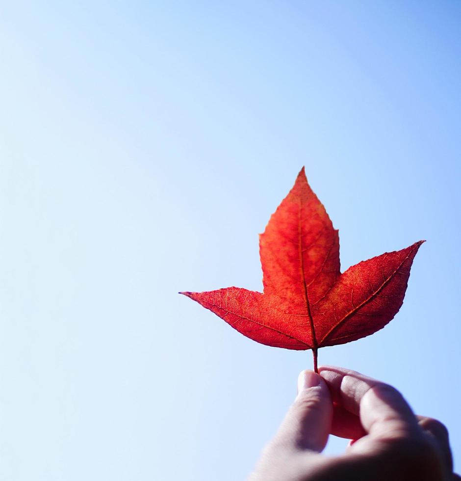 Lady holding colorful red maple leaf with clear bright blue sky background - people relax with nature concept photo