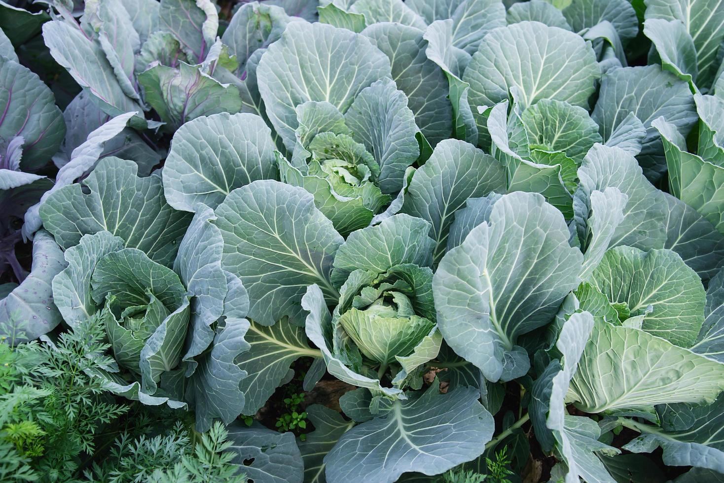 Cabbage garden in Chiangmai Thailand photo