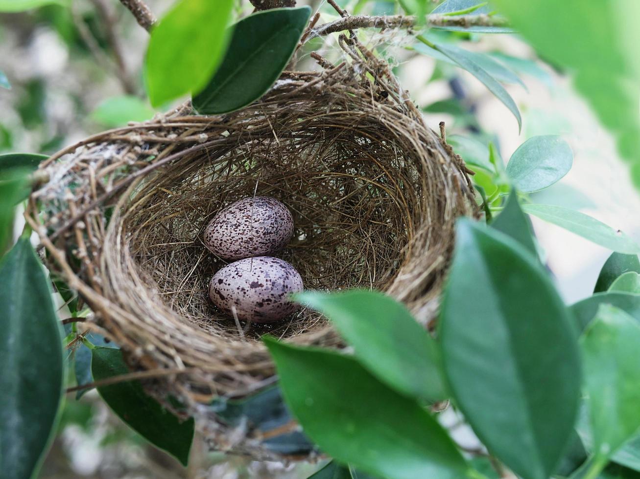 nido de pájaro con huevos en el árbol verde foto