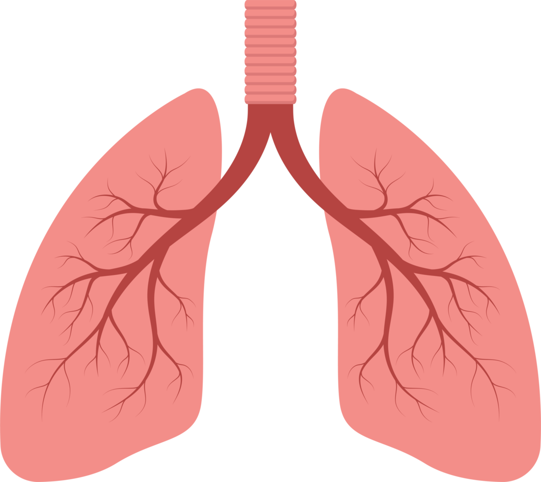 ilustração de design de clipart de pulmão png