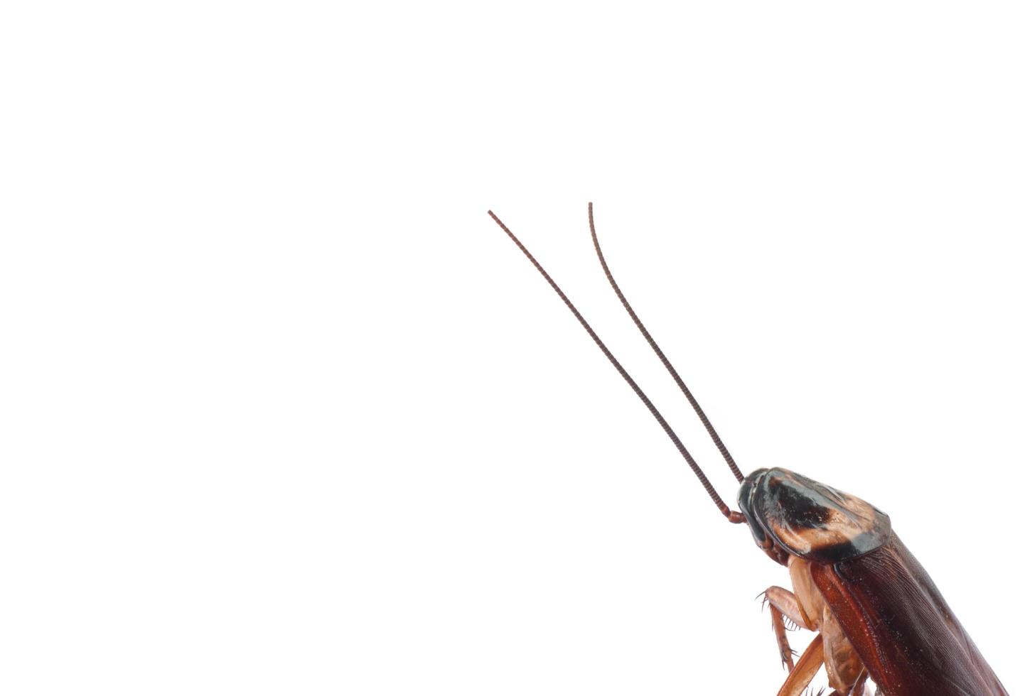 Primer plano de una cucaracha muerta que muestra su antena aislada sobre blanco foto