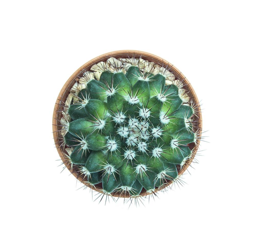 vista superior de una pequeña maceta de cactus aislada sobre blanco foto