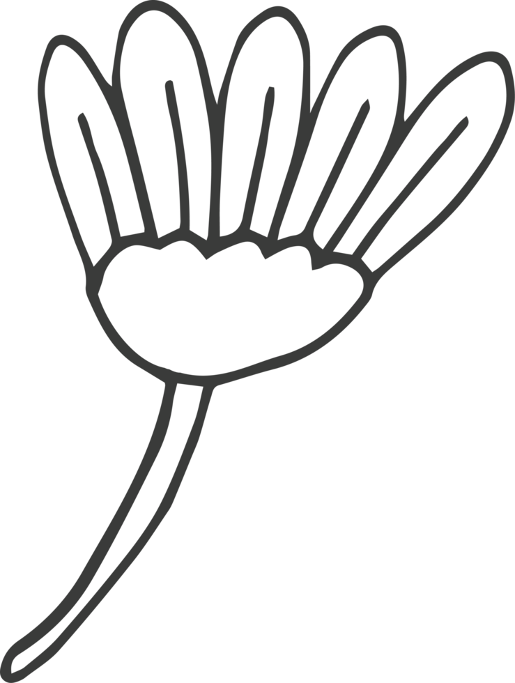 Hand drawn flower clipart design illustration png