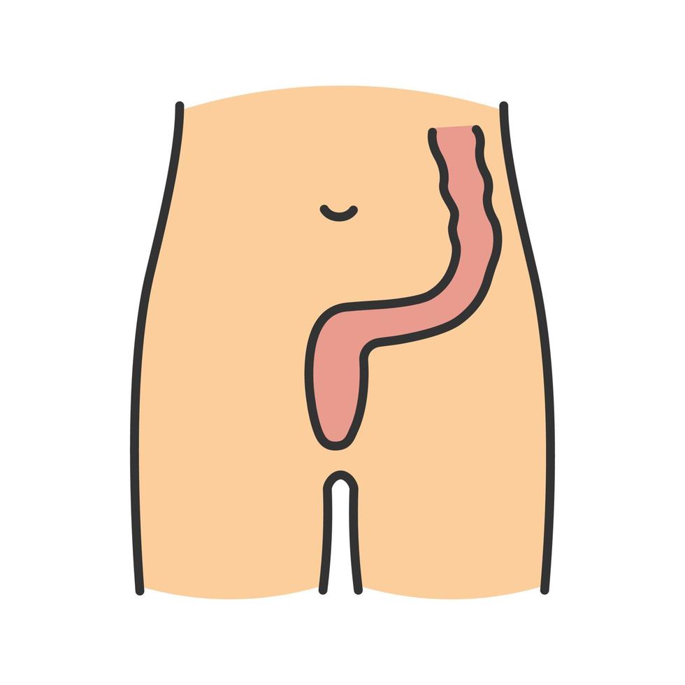 Rectum and anus color icon. Last segment of large bowel. Gastrointestinal tract. Isolated vector illustration
