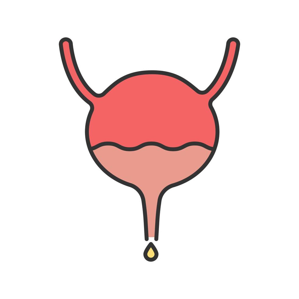 Urinary bladder, ureter and urethra color icon. Urinary system. Isolated vector illustration