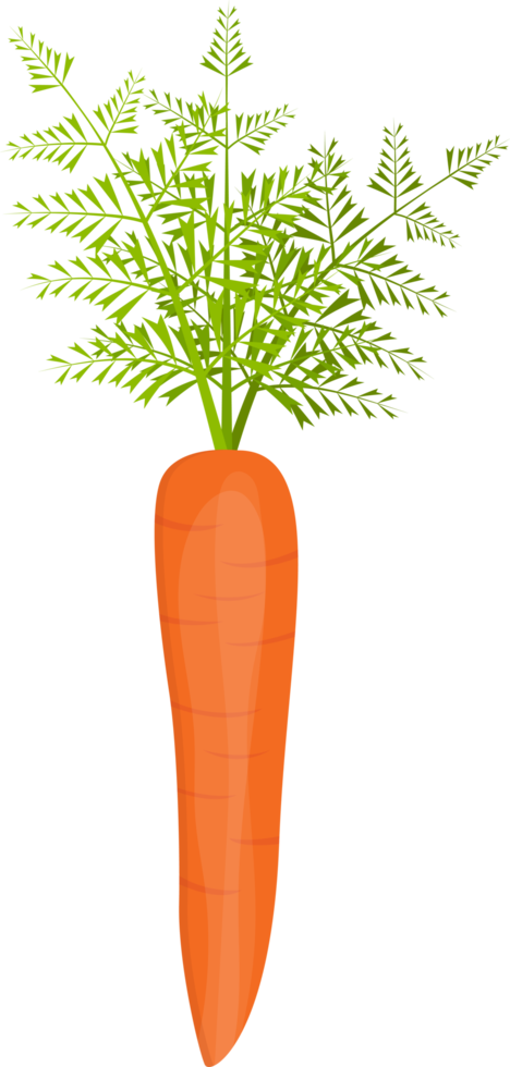 Ilustración de diseño de imágenes prediseñadas de zanahoria fresca png