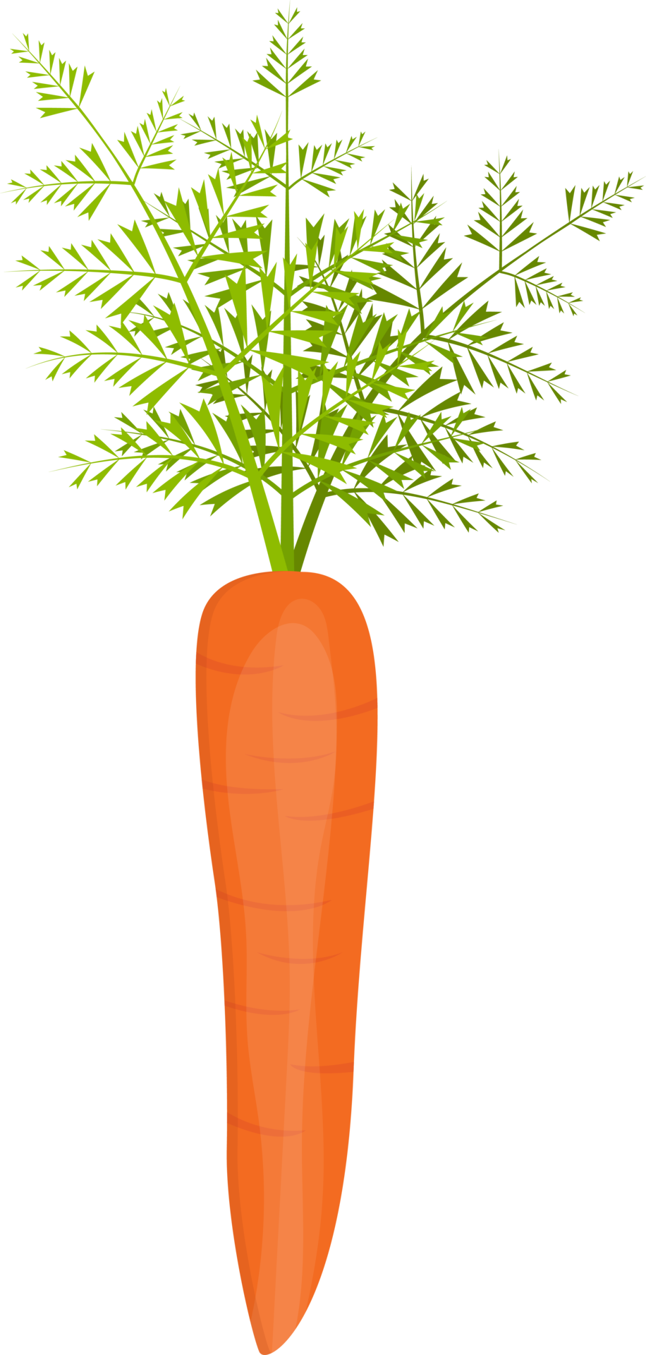 Pictures Of Carrots Clipart
