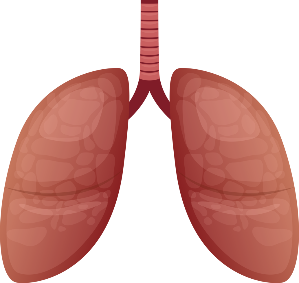 Ilustración de diseño de imágenes prediseñadas de pulmón png